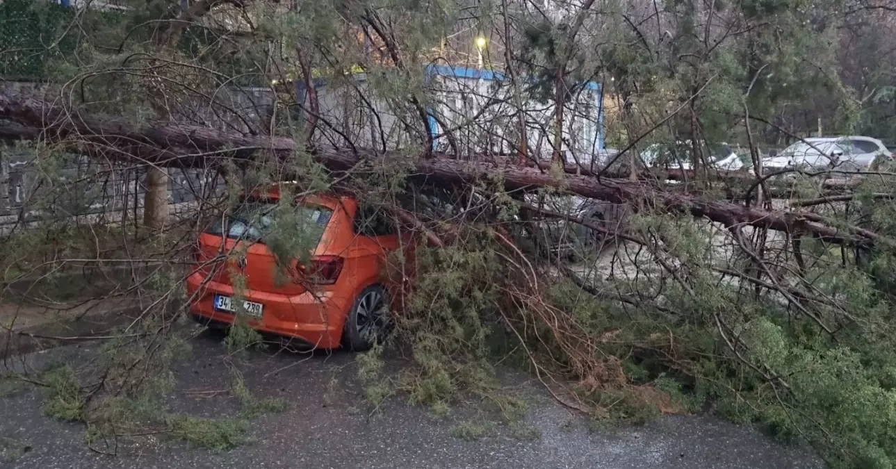 Kadıköy’de Çam Ağacı Otomobilin Üzerine Devrildi