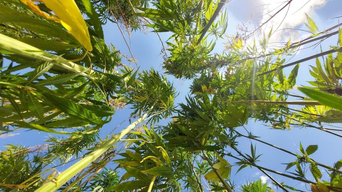 Resmi Gazete’de yayınlandı: 21 ilde kenevir üretimi yapılabilecek