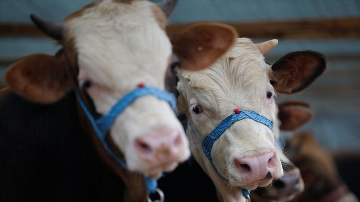 Kütahya’da ‘şap’ alarmı: 15 köy karantinada