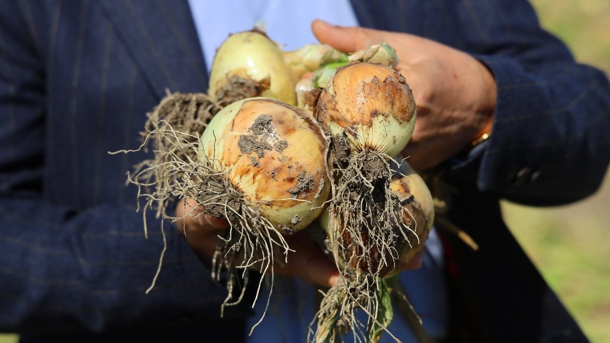 Adana’da turfanda soğanda hasat başladı: Fiyatı talep belirleyecek