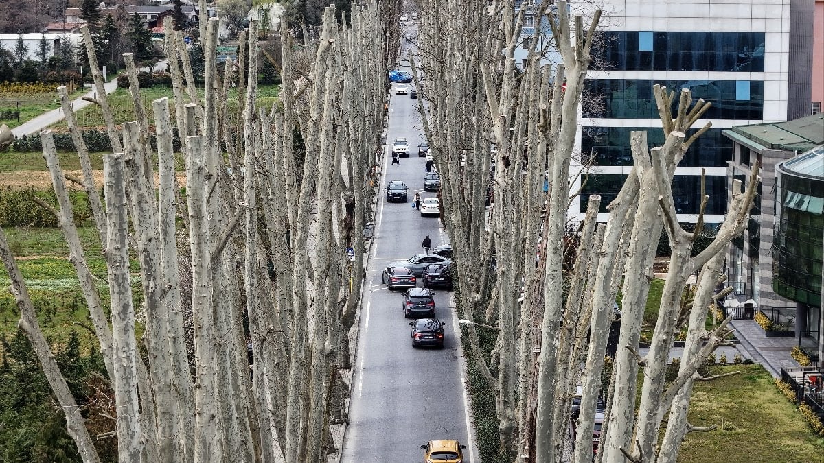 İBB’nin tarihi çınarları budama faaliyeti tartışma yarattı