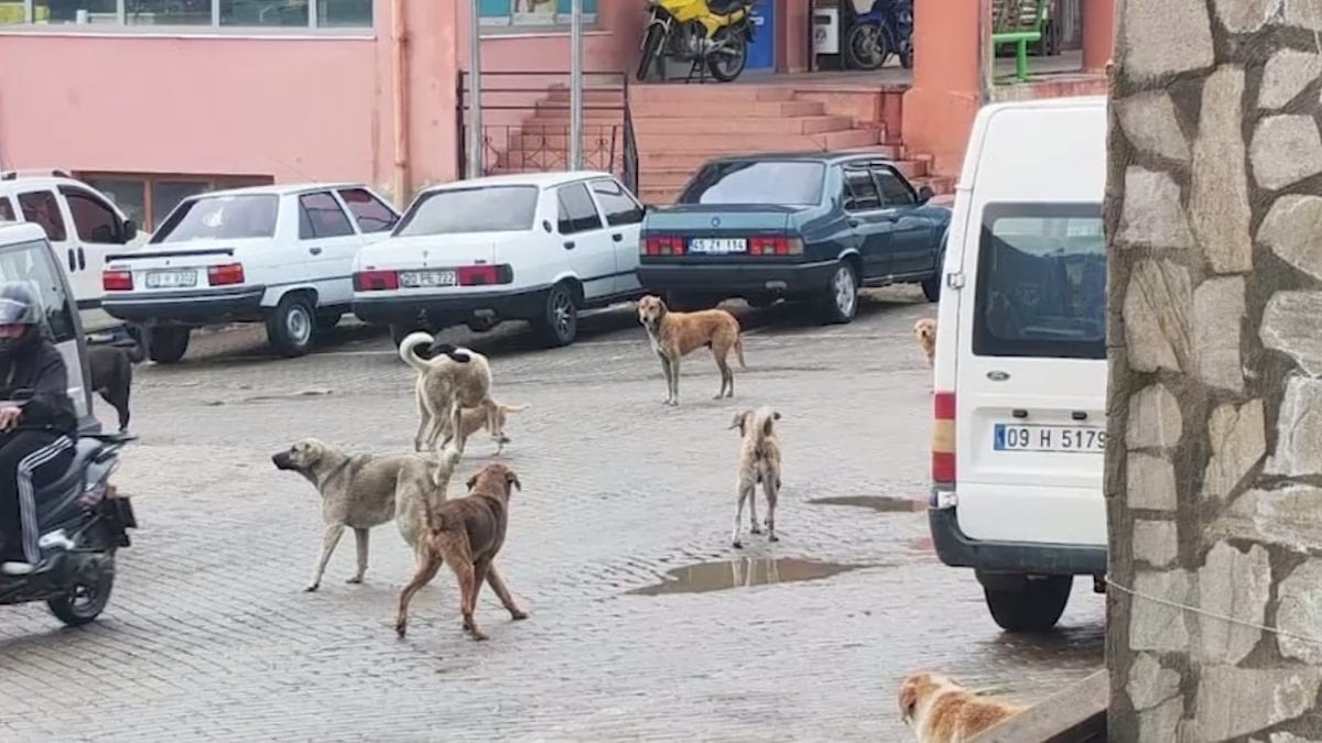 Aydın’da köpek saldırısı: Oğlunu kurtaran anne kampanya başlattı