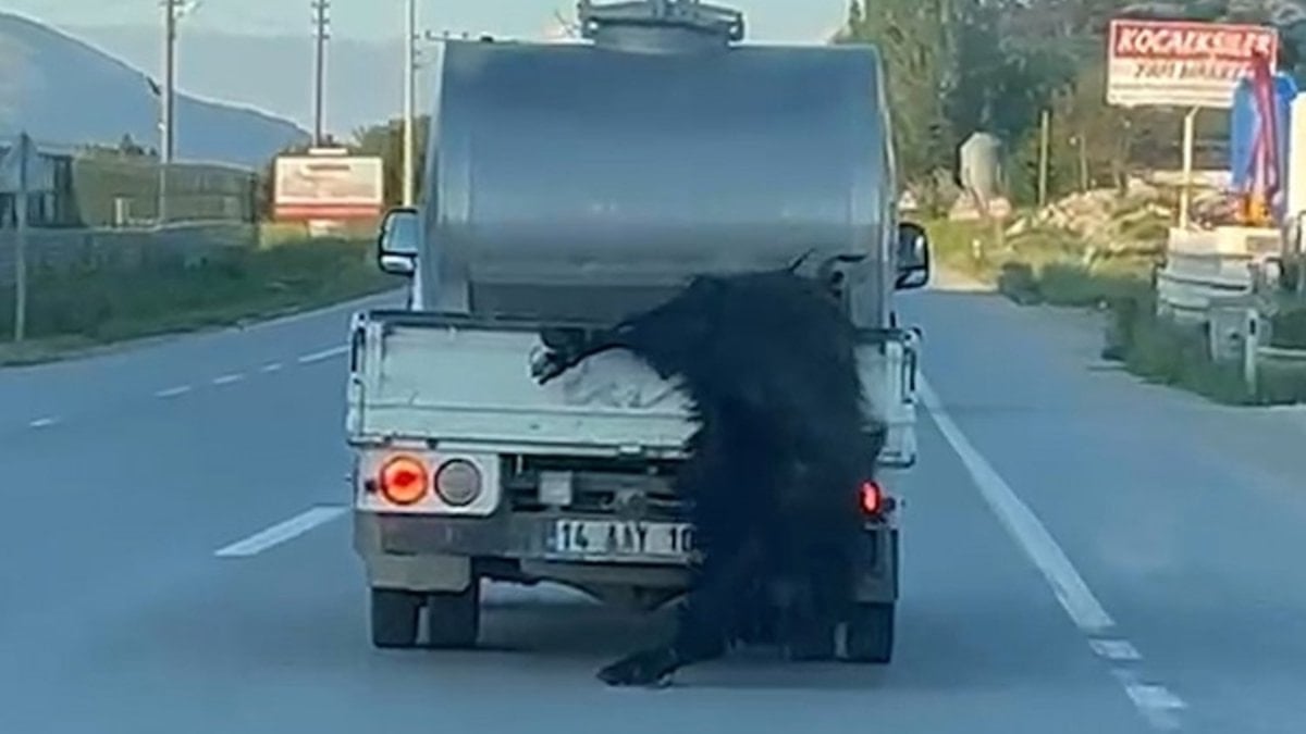 Bolu’da vahşet: Kurbanlık hayvanı araçtan sarkıtarak kilometrelerce sürükledi