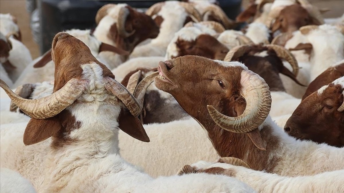 Cumhurbaşkanı Erdoğan duyurdu: Kurban Bayramı tatili 9 gün olacak