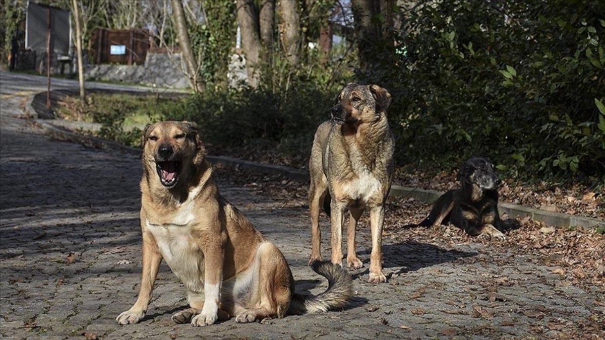 İstanbul’da köpeğin ısırdığı İrlandalı turist tazminat davası açtı
