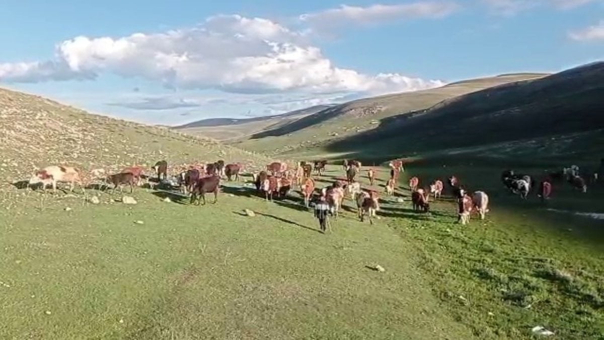 Kurban satışlarında sosyal medya tuzağı: Hem alıcı hem hayvan sahibi mağdur oluyor