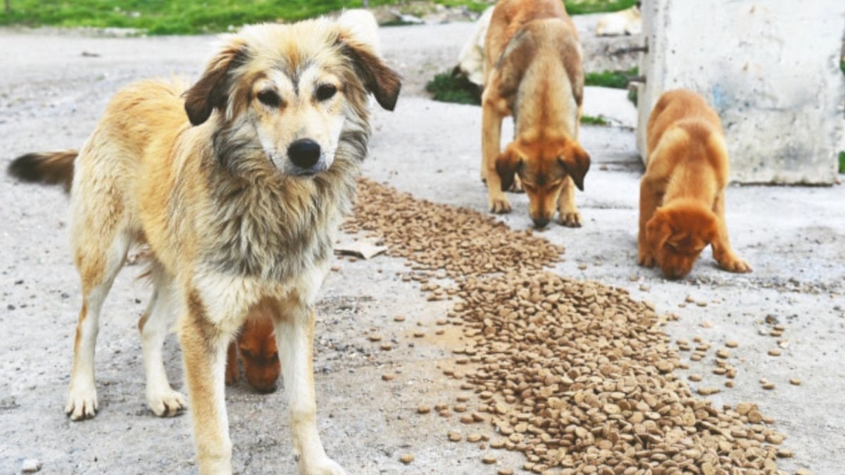 Türkiye’de 70 milyar liralık ‘köpek maması’ piyasasını Yahudiler yönetiyor