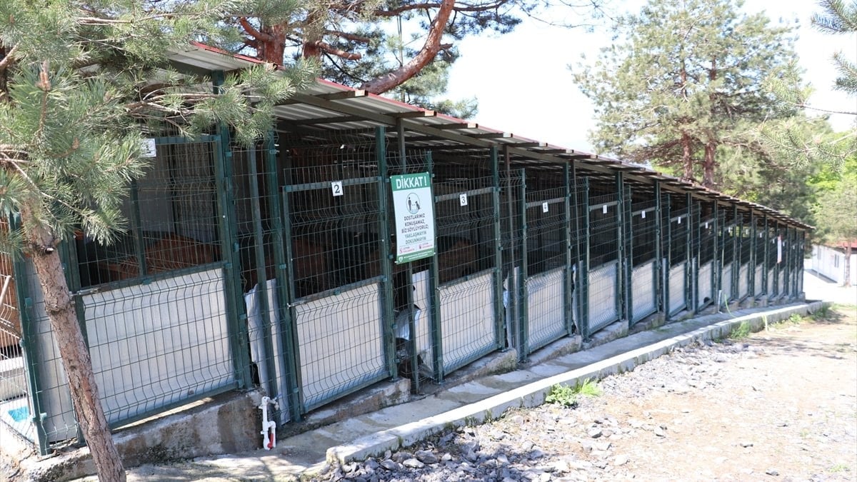 Zonguldak’ta 12 bin sokak köpeği doğal yaşam alanına götürüldü