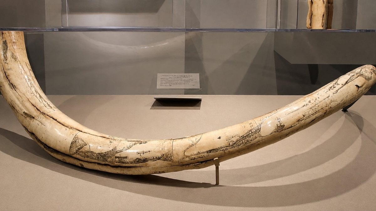70 yıldır mamut diye sergilendi; Dev kemikler başka bir hayvana ait çıktı
