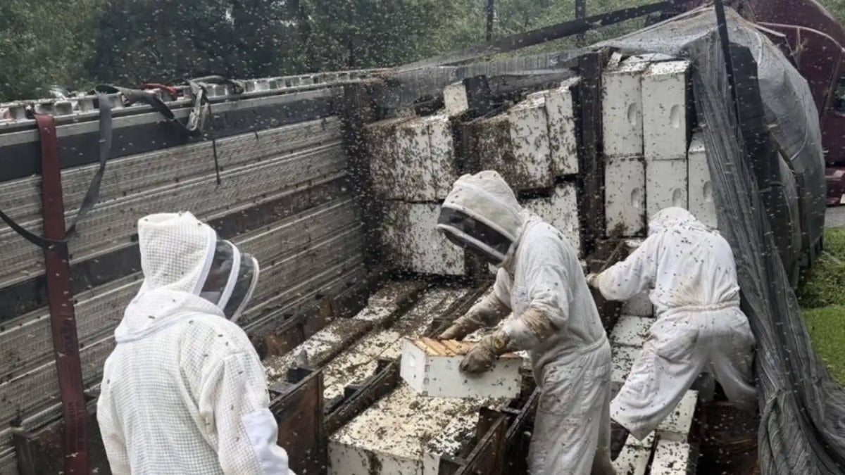 ABD’de kovan taşıyan kamyon devrilince 24 milyon arı etrafa dağıldı