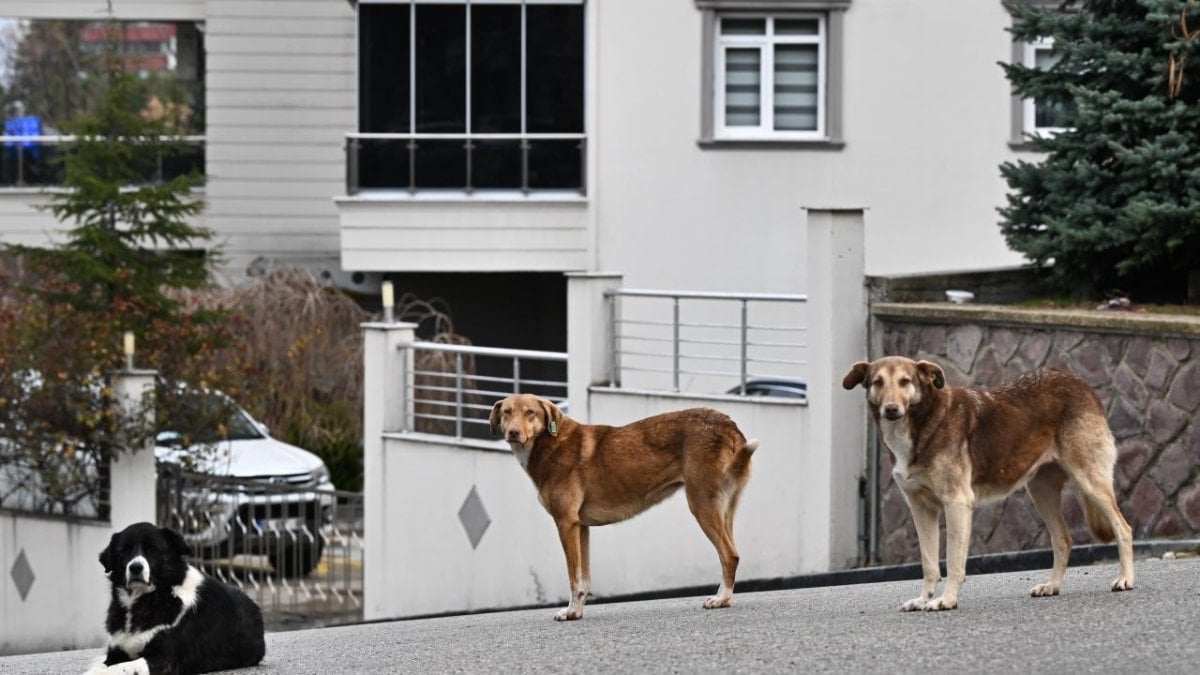 CHP’den köpekler için kanun teklifi: Cezalar artırılsın, sokaklara geri salınsın