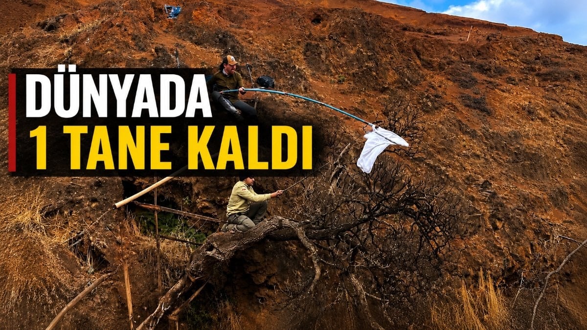 Dünyada sadece 1 tane kaldı: Bilim insanları yok olmadan önce son tohumlarını topladı