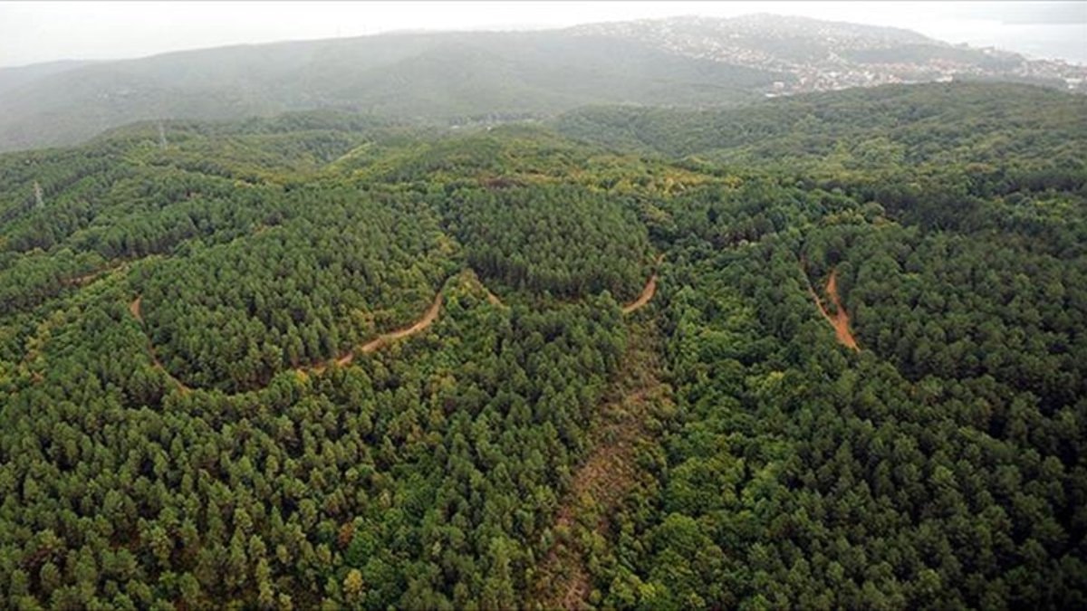 Edirne’de ormanlık alanlara girişler yasaklandı