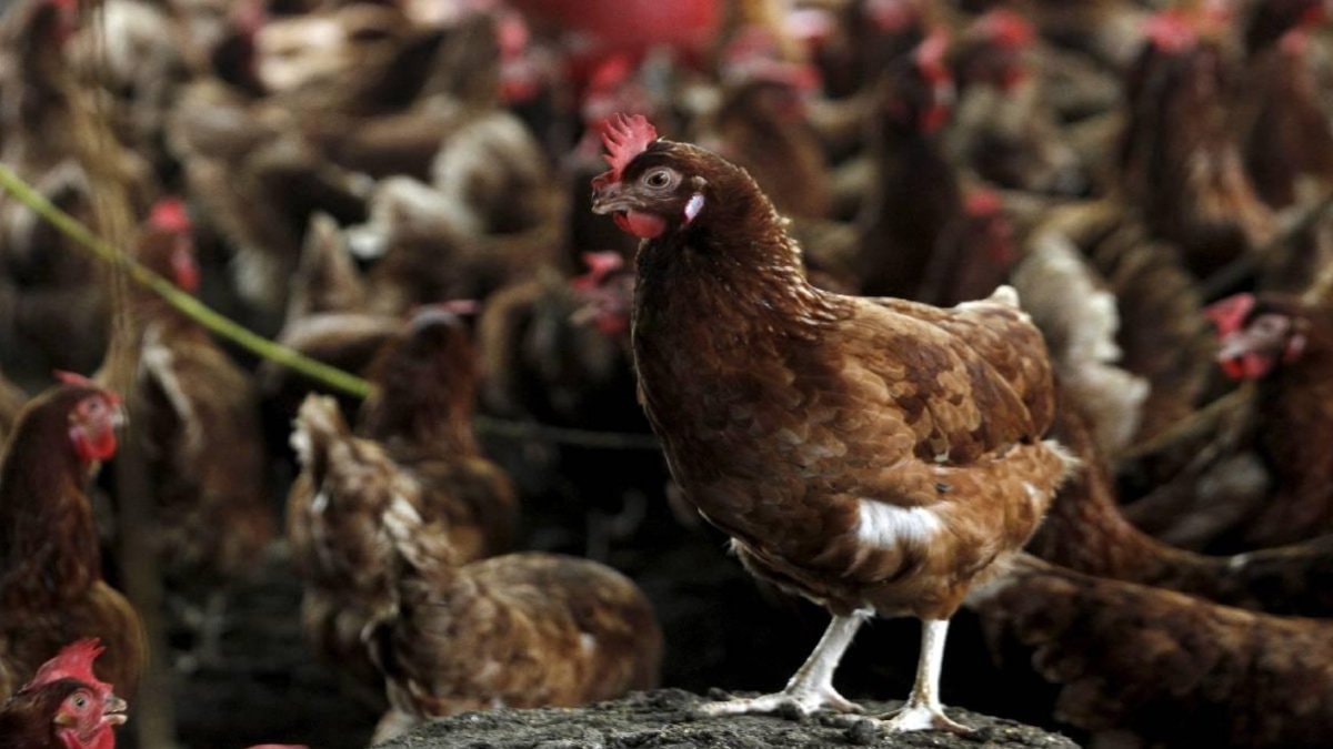 Kuş gribi son kıtanın da kapısını çaldı: H5N1 Avustralya’ya ulaştı