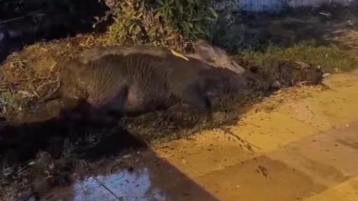 Kuşadası’nda yaban domuzları çamur banyosunda