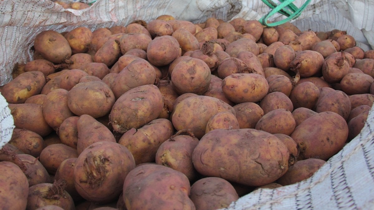 Sivas’ta patates ekim sezonu başladı: Hedef 75 bin ton