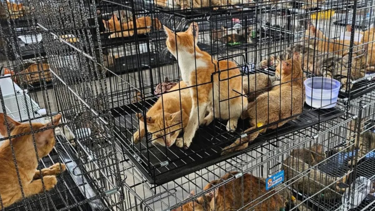 Vietnam’da kedi eti çetesine operasyon: 400 kedi son anda kurtarıldı