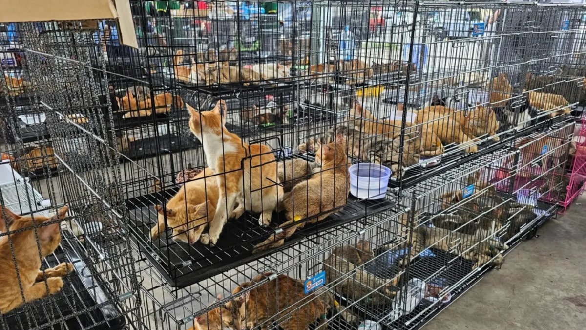 Vietnam’da kesim için çalınan 400’den fazla kedi, bir çetenin çökertilmesinin ardından kurtarıldı