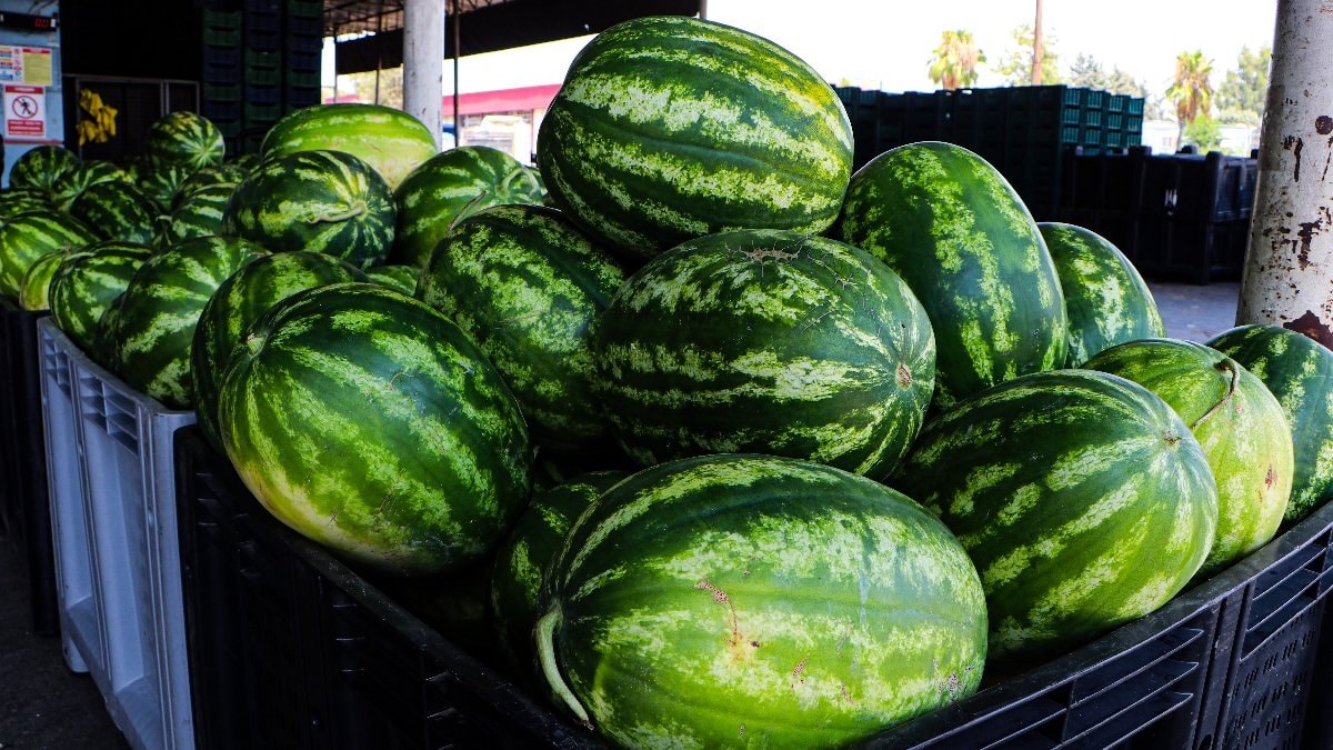 Adana’da kilosu 5 TL’ye düşen karpuz, marketlerde 17 TL