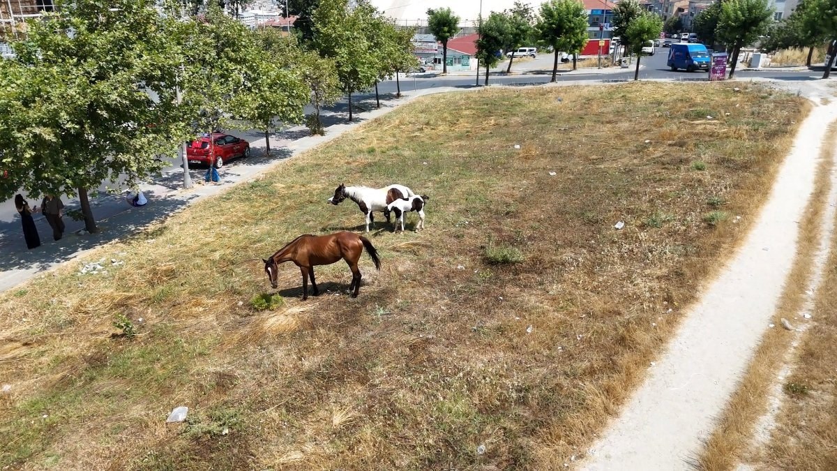 İstanbul’da başıboş at paniği