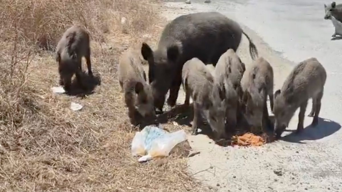 Şehir merkezinde domuzları besleyen kadın: Aşklarım, size mama getirdim