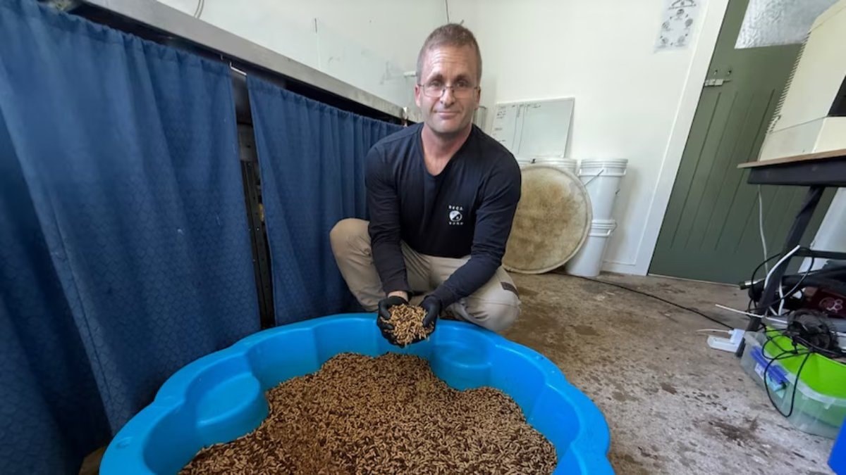 50 larvayla başladı, gelir kaynağı oldu: Böceklerden para kazanıyor