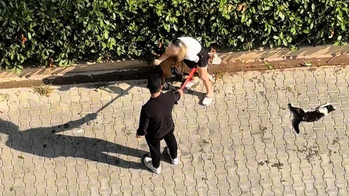 Adana’da ağızlıksız Pitbull kediyi parçaladı: Sahibi ‘Polisi aramayın’ diye yalvardı
