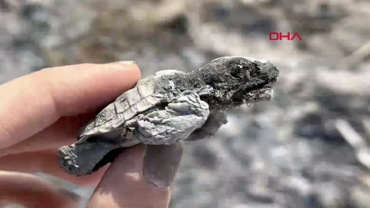 Antalya’da yasağa rağmen sahilde yakılan ateş nedeniyle yavru bir caretta caretta yanarak can verdi