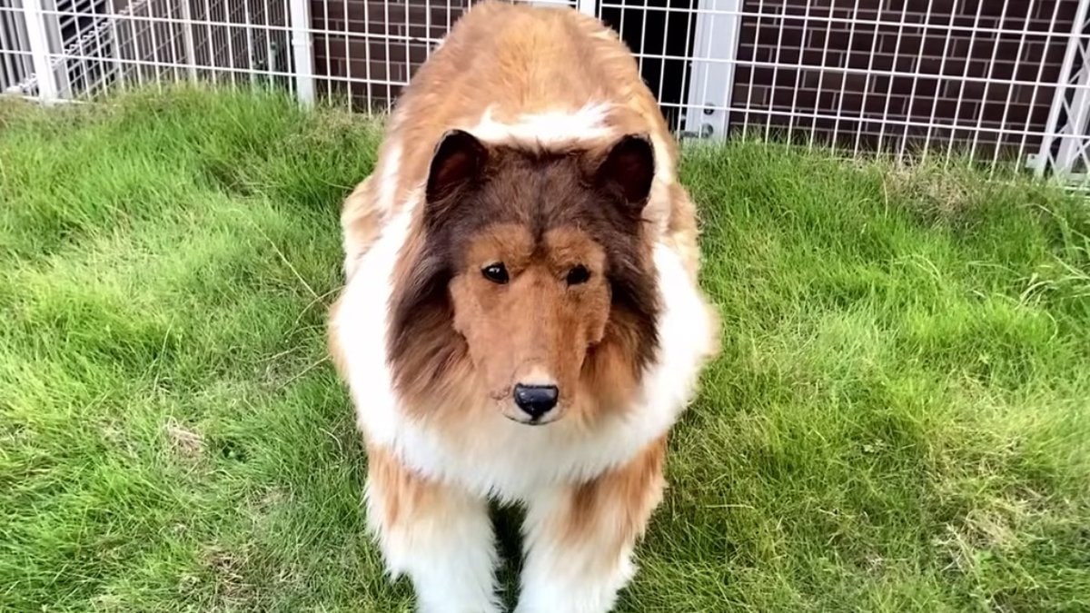 Çocukluk hayaliydi; 2 milyon yen harcayıp kendini köpeğe dönüştürdü
