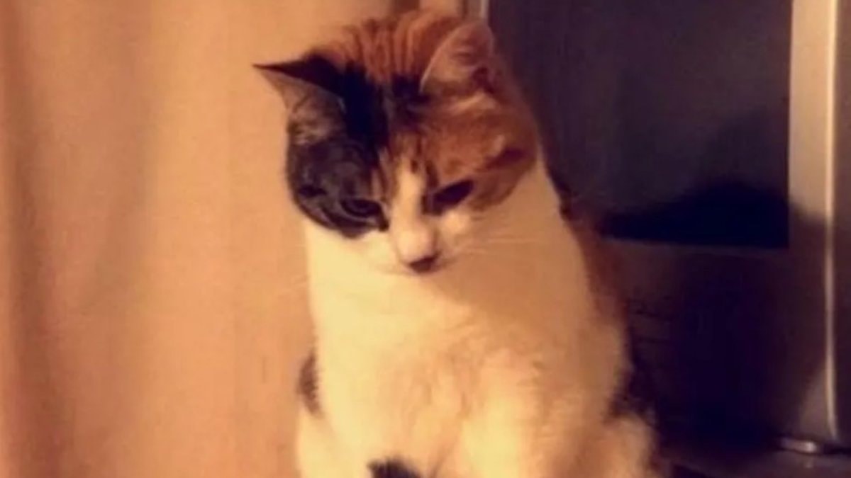 İngiltere’de 10 yıl sonra gelen mucize: Kayıp kedi evine döndü
