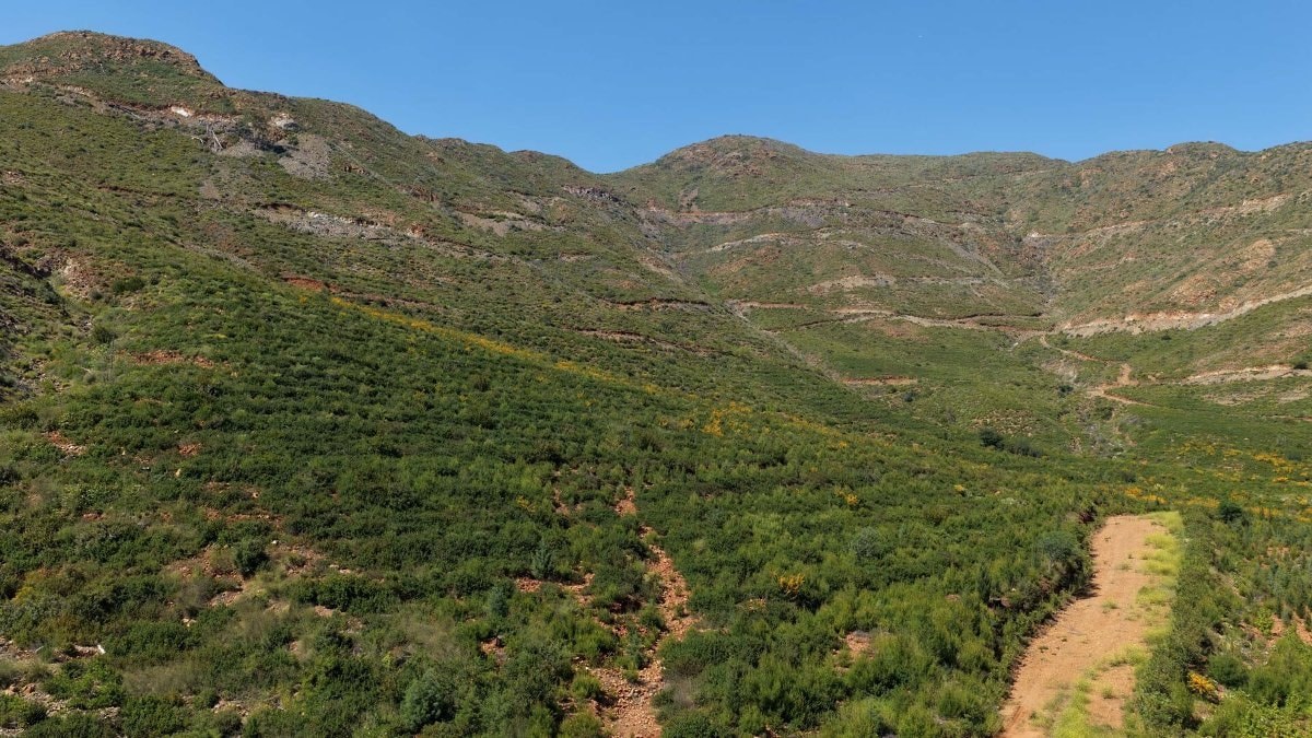 Muğla’da büyük yangınların 5’inci yılında yanan alanlar yeşil örtüye kavuştu