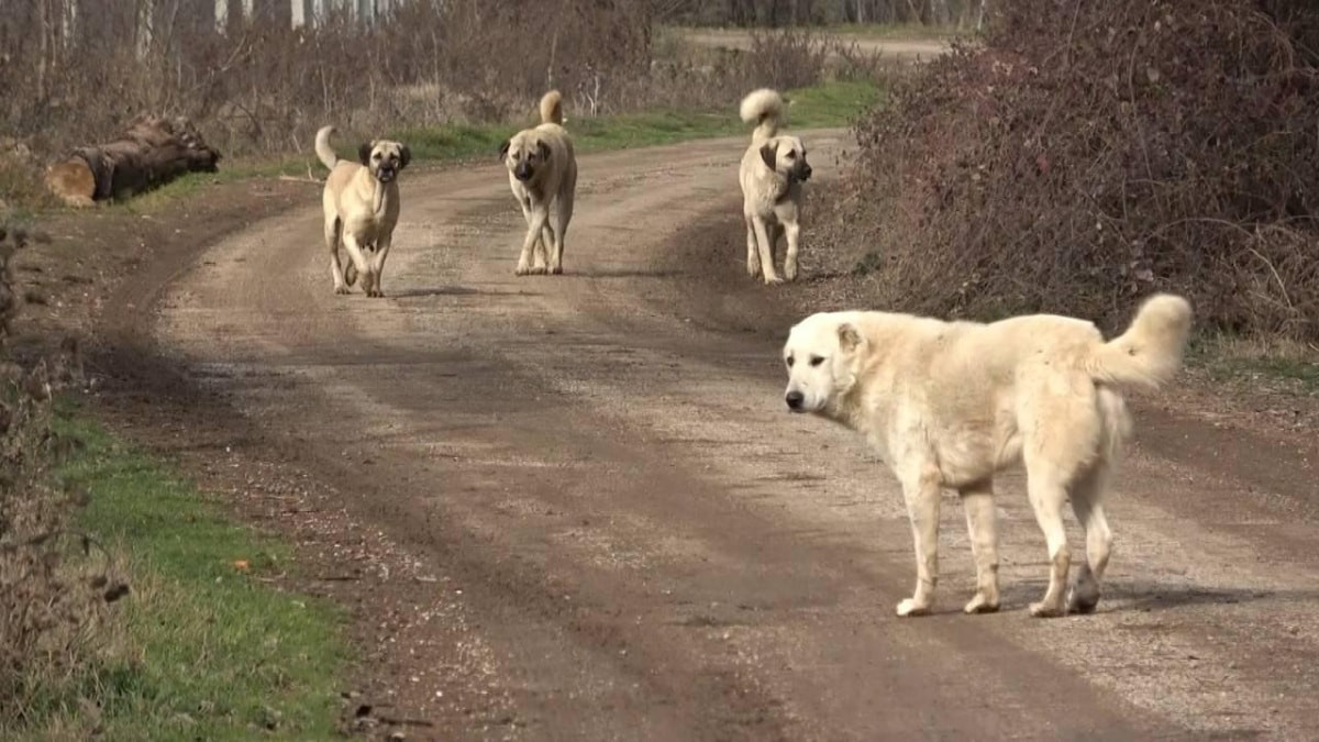 Başıboş köpeklere yönelik 81 ilde denetim yapılacak