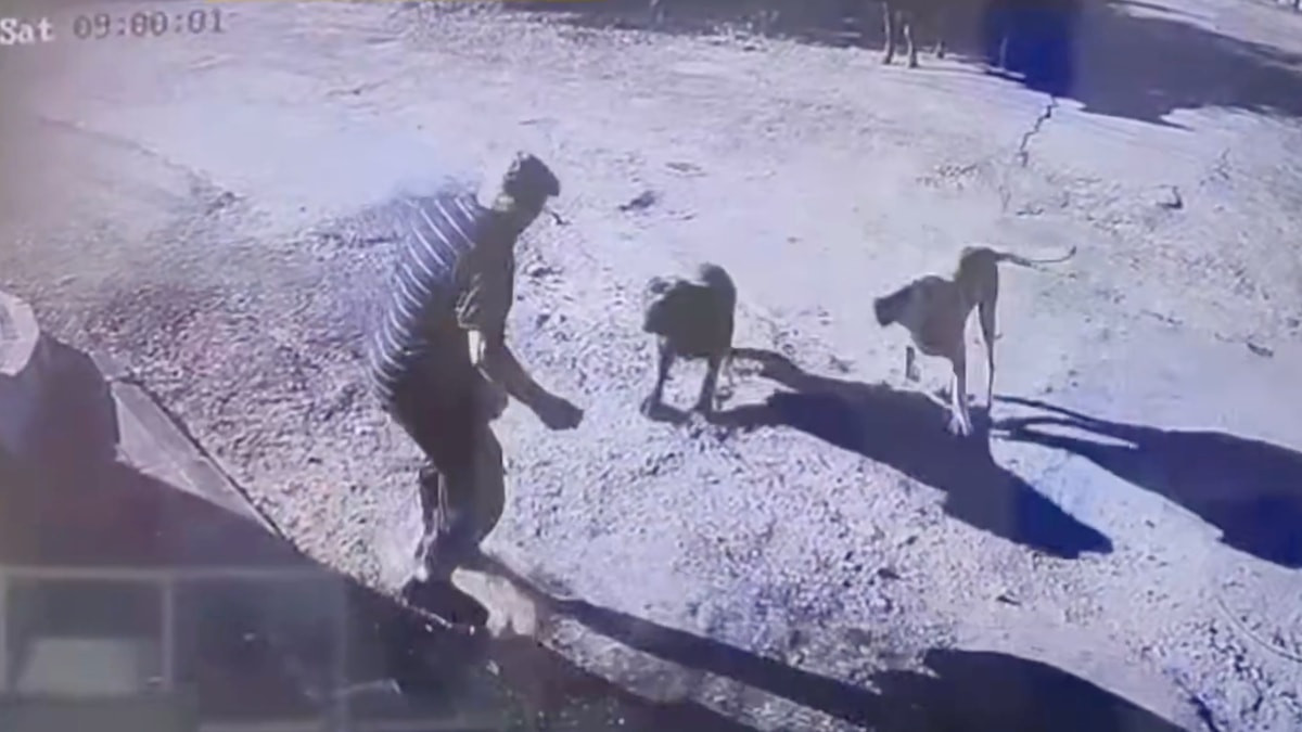 İstanbul’da başıboş köpekler yaşlı adama saldırdı