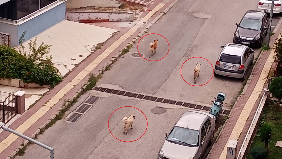 Samsun’da başıboş köpek tedirginliği