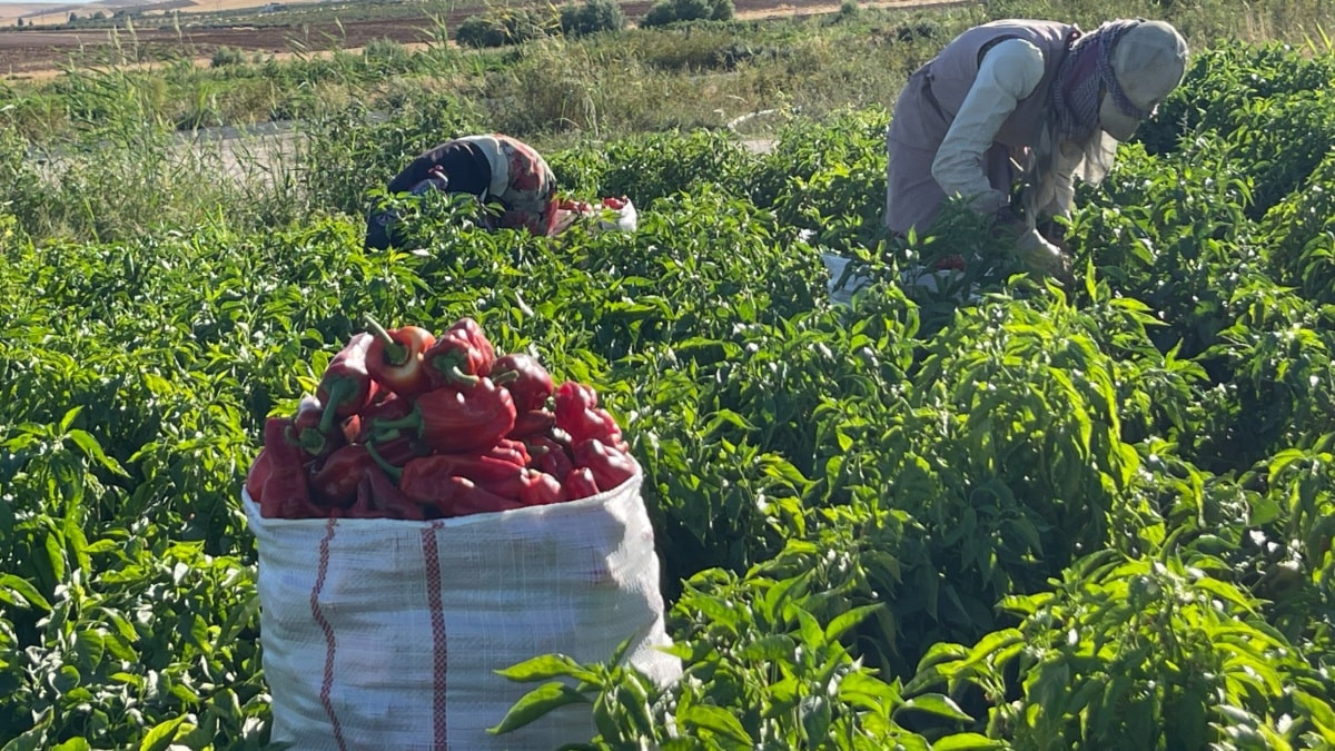 Şanlıurfa’da tarlalardan sofralara acı yolculuk başladı