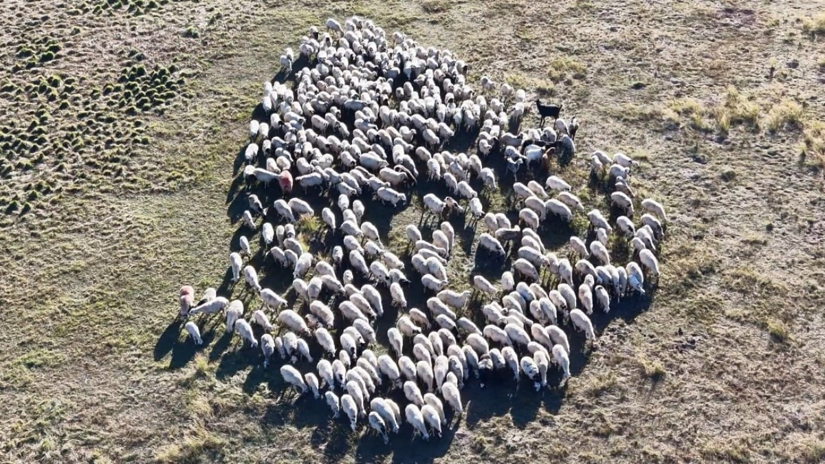 Tunceli’de 150 bin liraya çalışacak çoban bulunamıyor